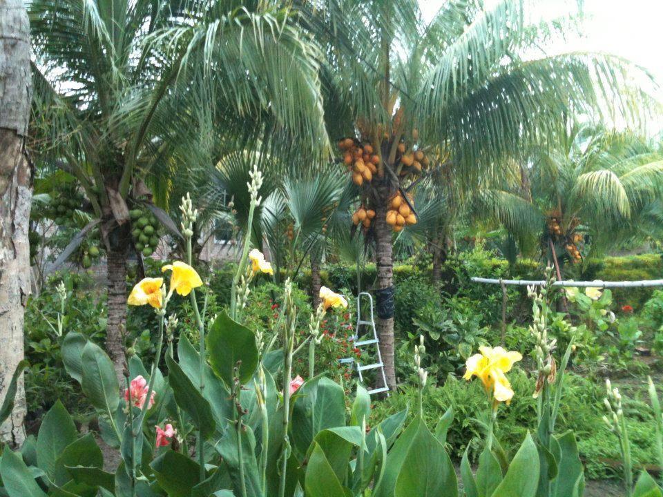 El Mirador Ecologico, Ometepe Hotel Altagracia Eksteriør billede